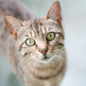 VetPet Motion Sickness Tablets