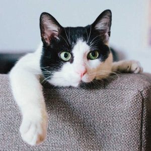 PetFresh Medicated Shampoo