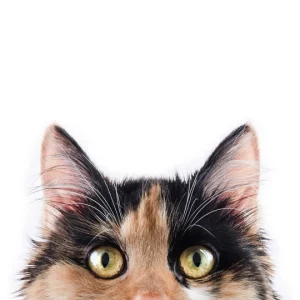 PawShield Paw Protector