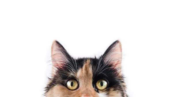 PawShield Paw Protector