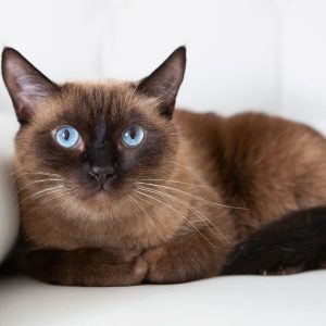 KittySoothe Ear Treatment